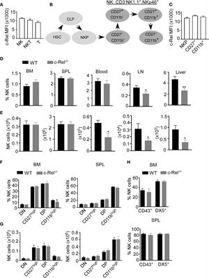 NF-κB c-Rel Is Dispensable for the Development but Is Required for the Cytotoxic Function of NK Cells